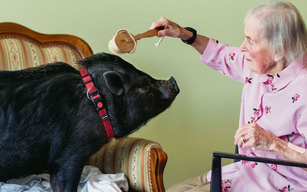 Eine Massage ist beim Minischwein der Stiftung Hofmatt immer willkommen.
