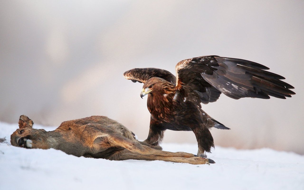 Im Winter macht der Steinadler auch vor Aas nicht halt. Dieses verendete Reh bietet reichlich Nahrung in den kargen Monaten. 