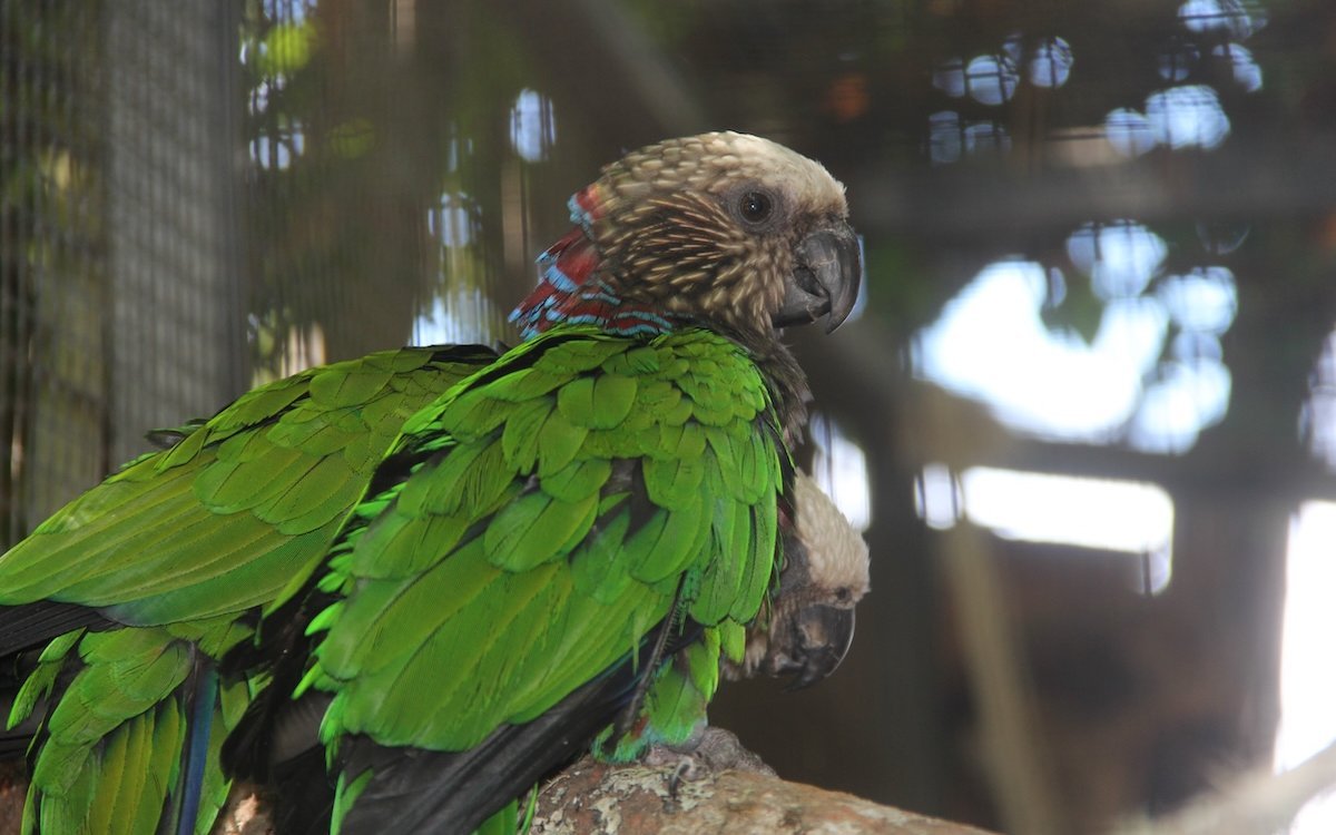 Fächerpapageien können in der Schweiz einzig im Vogelpark Ambigua beobachtet werden. 