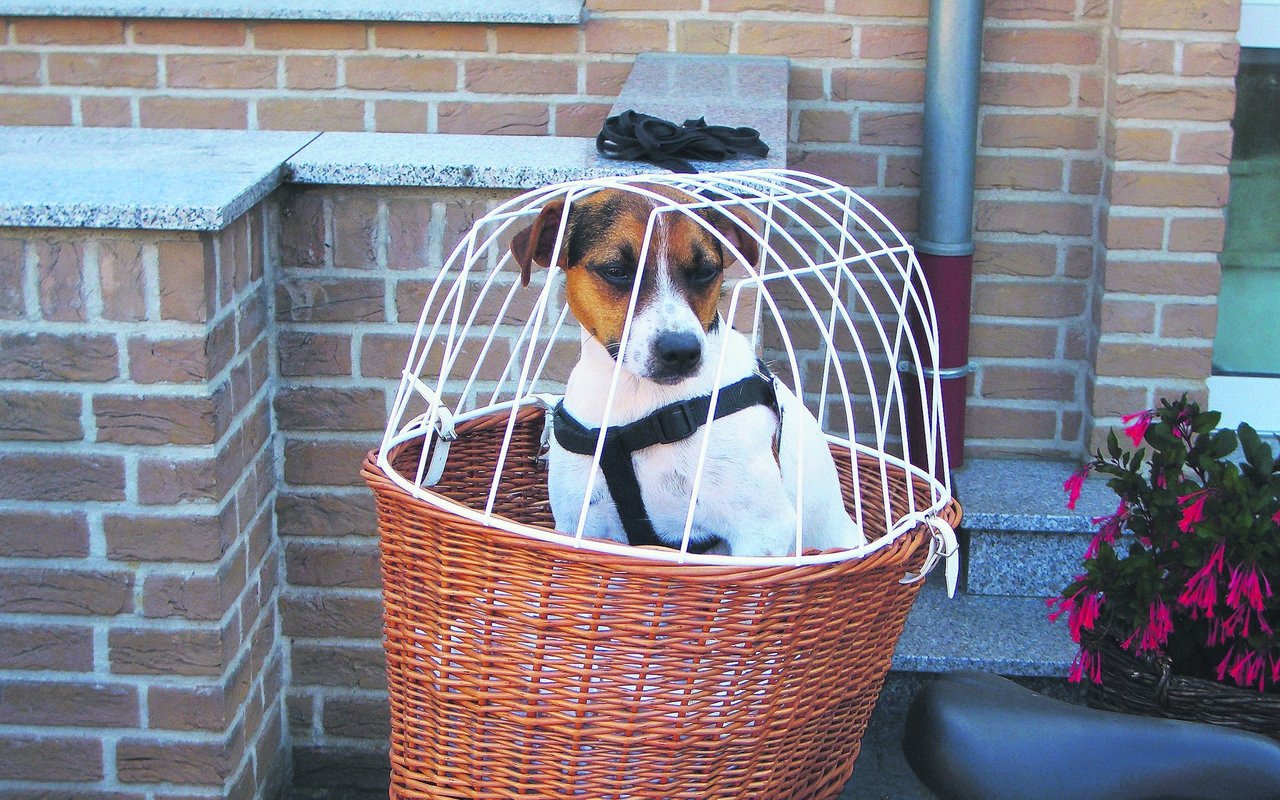 Im Körbchen hat man Fiffy gut im Blick. Es eignet sich jedoch nur für kleinere Hunde.