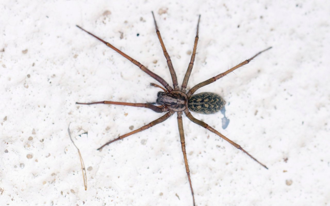 Eine der grössten Spinnen Europas ist die Grosse Winkelspinne, die mit Vorliebe in Gebäuden lebt. 