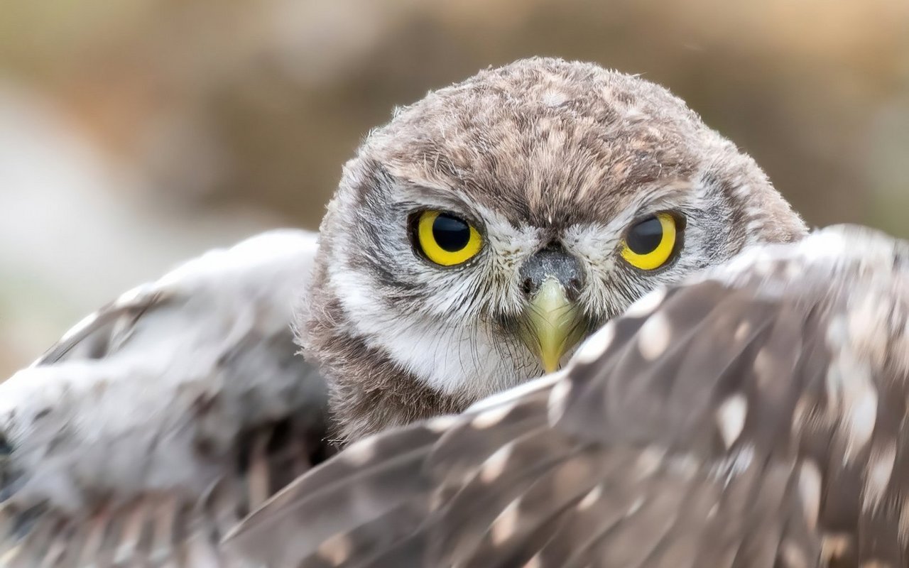 Der Steinkauz ist heute dank gezielter Förderung in der Schweiz wieder verbreitet.