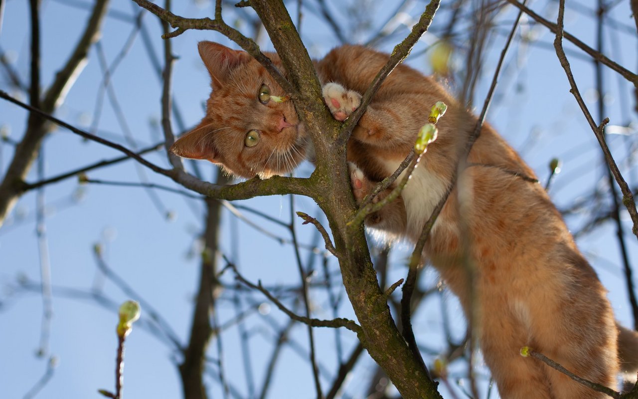 Hoch war leicht, doch was, wenn die Katze nicht mehr vom Baum runter kommt?