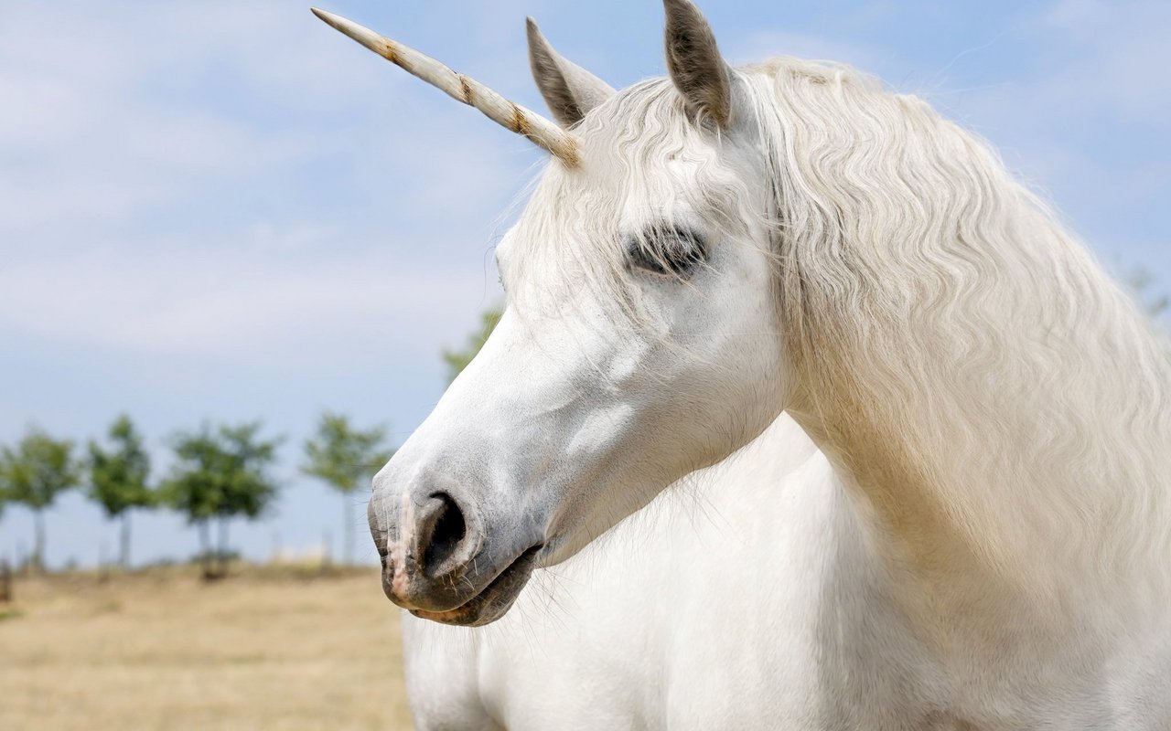 Pferd mit Horn – das Einhorn. 