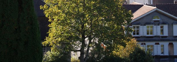 Nussbaum im Dorf vor Kirche