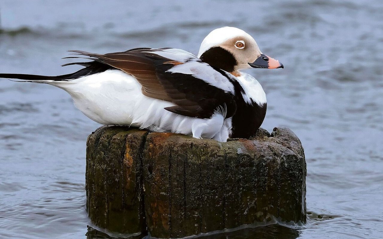 Eisenten sind seltene Wintergäste in der Schweiz.