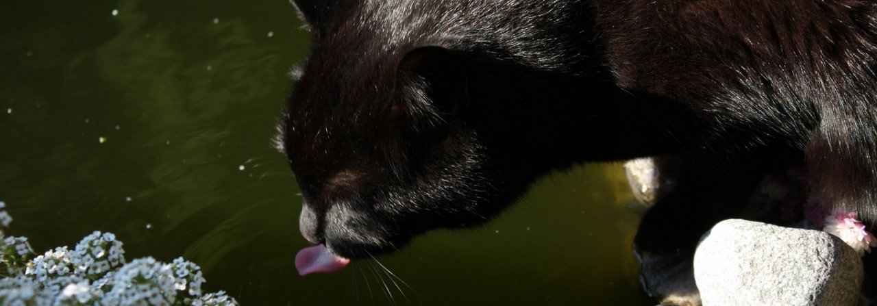 Besonders im Winter sollten Katzen genügend trinken.