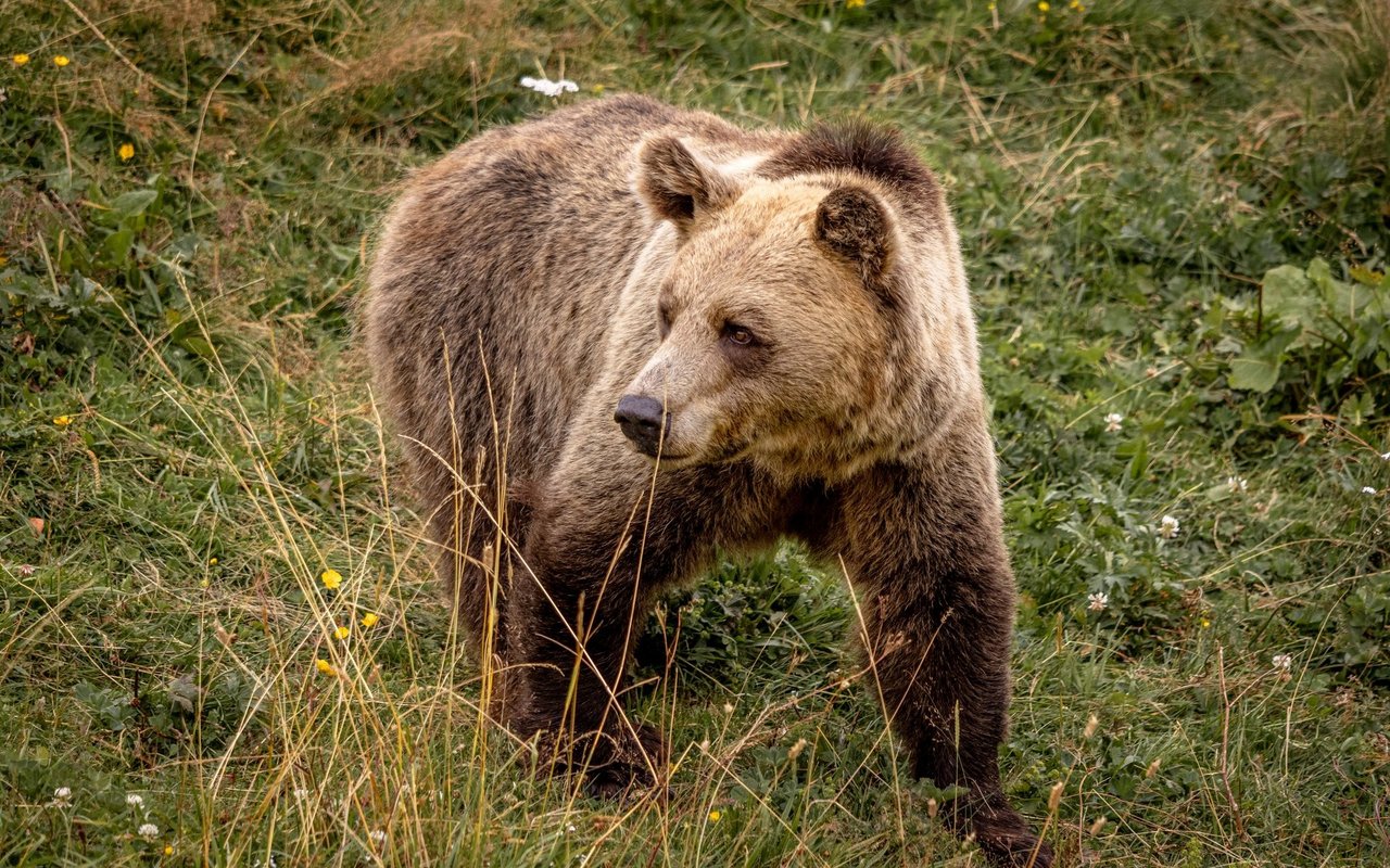 Amelia kommt aus Albanien und lebt seit 2019 im Bärenland.