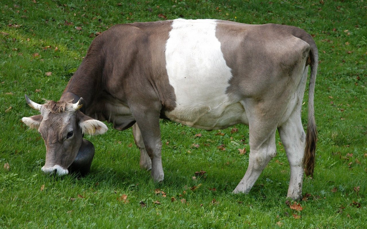 Gurt-Kühe sind wie Blüem eine seltene farbliche Erscheinung.