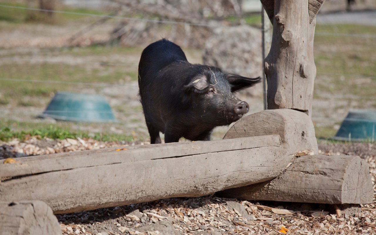 Die Tiere sind feiner und zutraulicher als das Wollschwein.