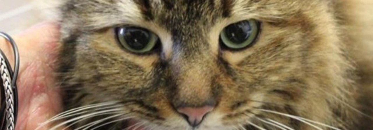 Der fragende Blick einer herzigen Katze im Tierheim hat schon viele künftige Halter überzeugt.