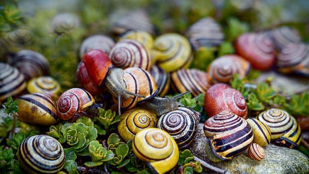 Schnecken