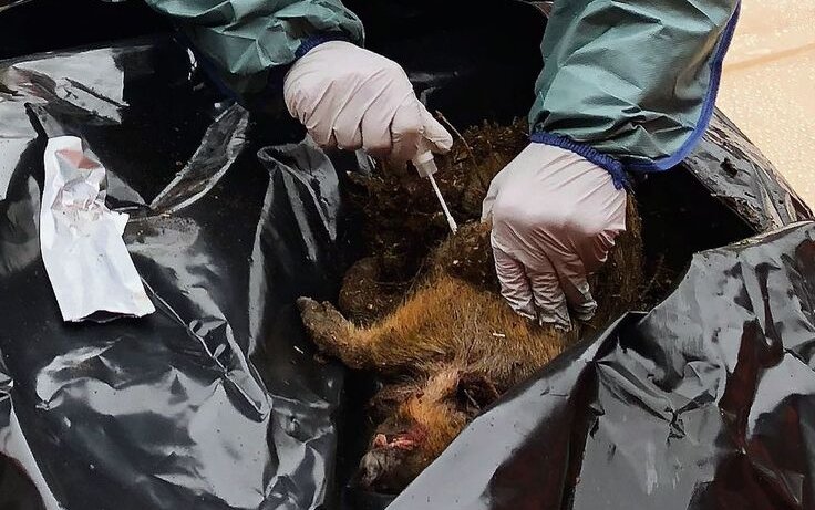 Bei toten Wildschweinen werden Proben entnommen und im Labor auf das Virus der Afrikanischen Schweinepest untersucht.