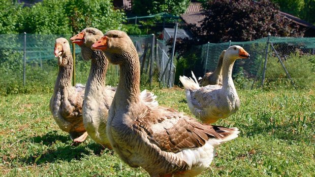 Toulouser- und Steinbachergänse erwarten ihr Körnerfutter. 