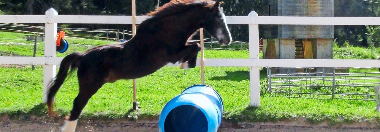 Trotz seiner 34 Jahre ist bei Sandor noch keine Spur von Alters­müdigkeit auszumachen.