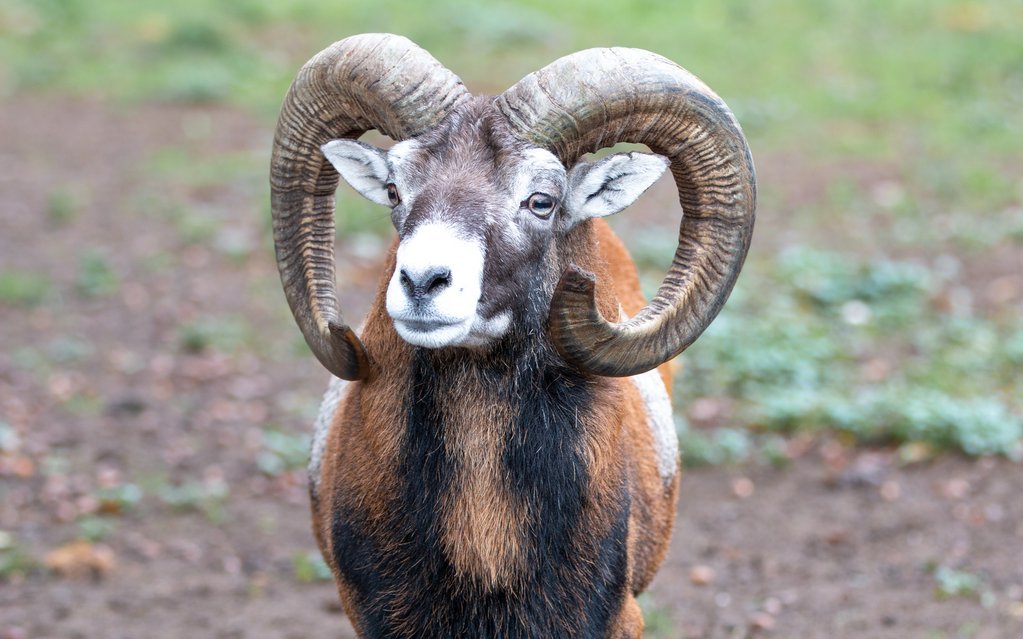 Das Mufflon ist das kleinste Wildschaf und nahe mit unseren Hausschafen verwandt.