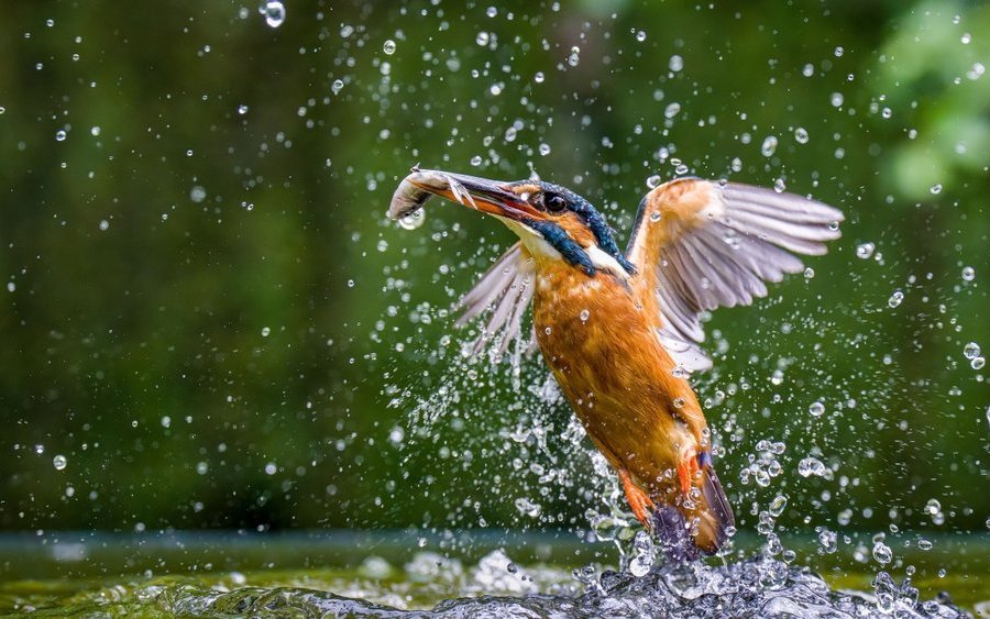 Der Eisvogel ist ein Jäger, der nur in intakten Flusslandschaften überleben kann.