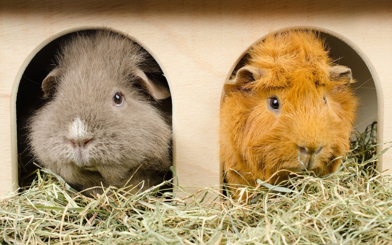 Meerschweinchen sind sozial und wollen mindestens zu zweit leben.