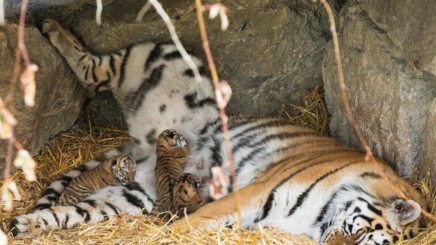 Tigerbabys im Walter Zoo