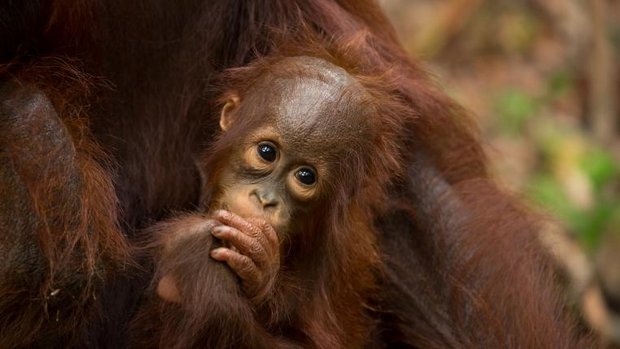 Baby Orang-Utan im Pelz seiner Mutter