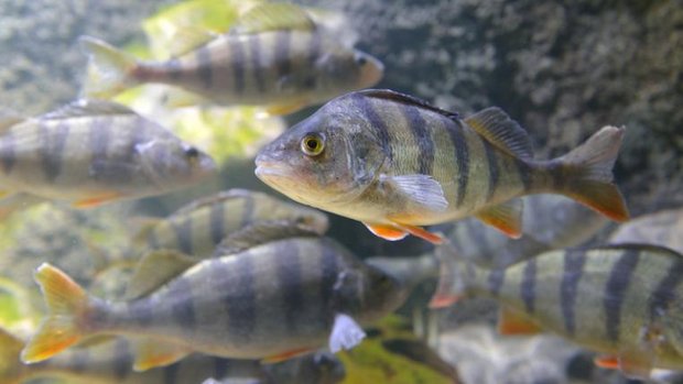 Fische