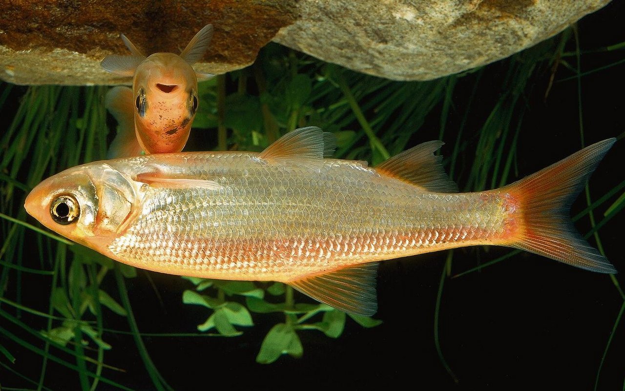 Die Goldorfe ist ein aktiver Schwarmfisch der viel Sauerstoff und grossen Schwimmraum benötigt.