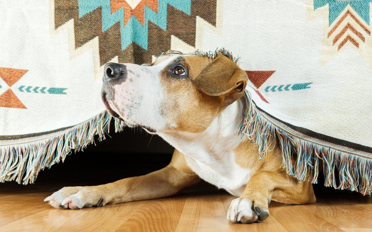 Hunde verstecken sich wegen dem Lärm. 