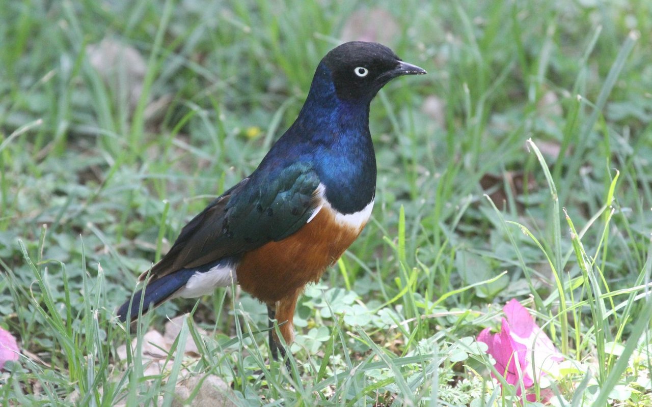 Dreifarbenglanzstare gehören zu den farbenprächtigsten und beliebtesten Glanzstaren in der Vogelpflege. 