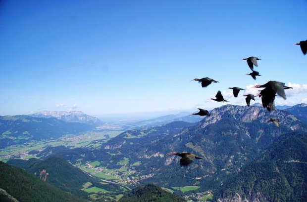 2Birds-flying-in-formation-in-the-Alps-C-Esterer.jpg