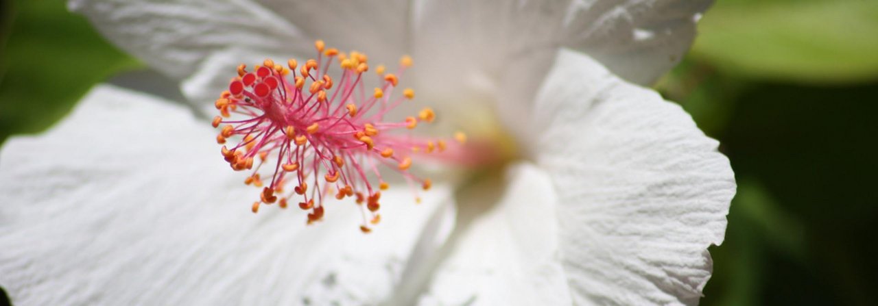 Ein Hingucker für jedes Gartenbeet: Der Hibiskus.