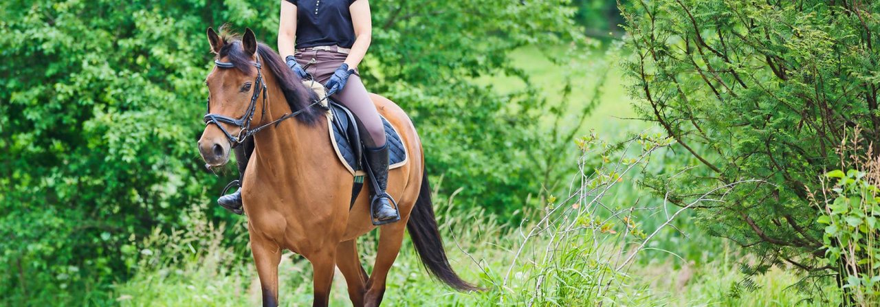 Sowohl beim Ausreiten im Gelände als auch auf der Reitbahn verdient die Gangart Schritt besondere Beachtung.