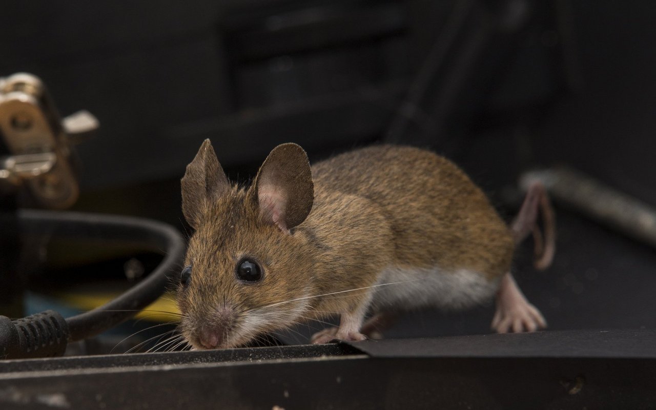 Die Nagetiere gelangen unerwünscht ins Haus. 