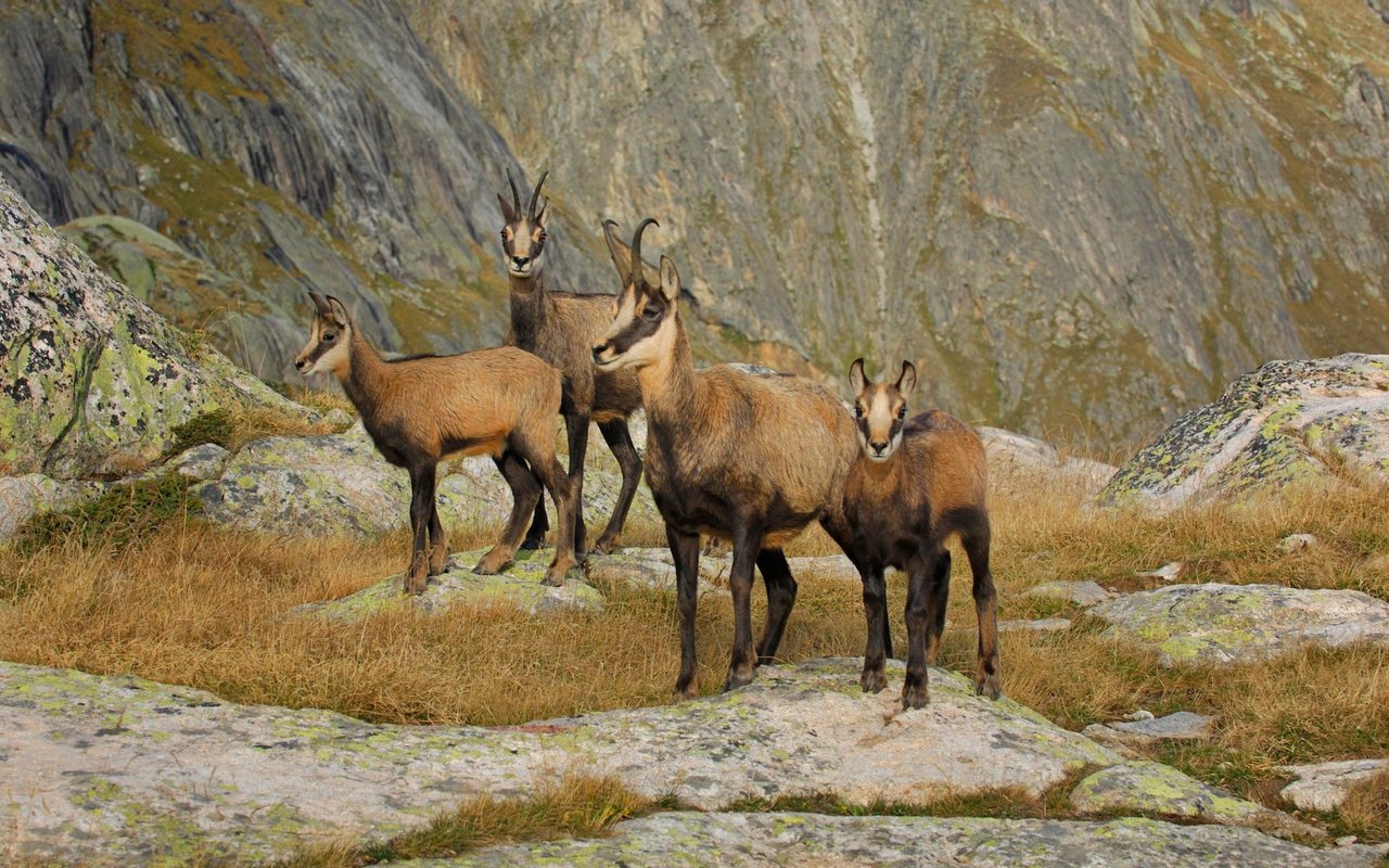 Eine Herde von Gämsen in der Grimsel-Region.