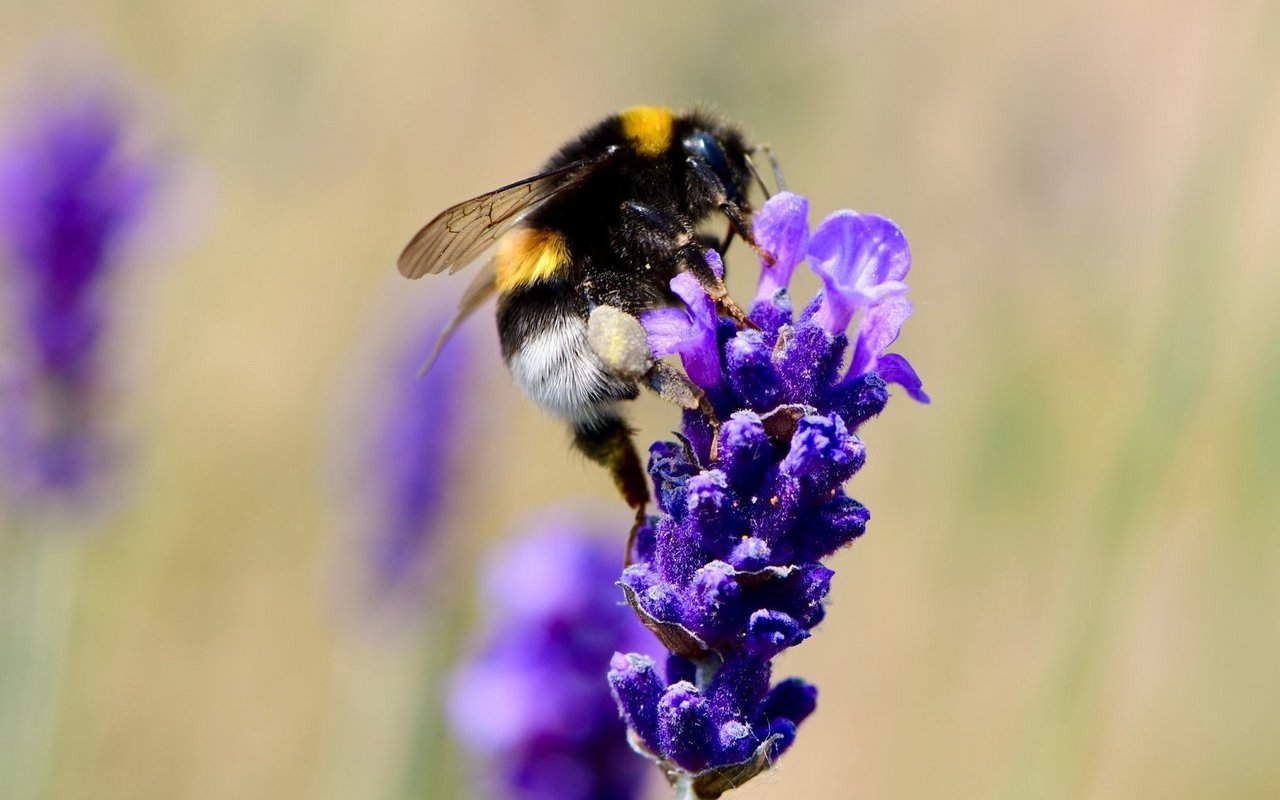 Dunkle Erdhummel