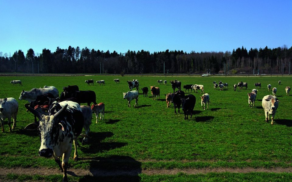 Die 70 Tiere umfassende, bunte Zebu-Herde mit den Kälbchen ist ein Blickfang.