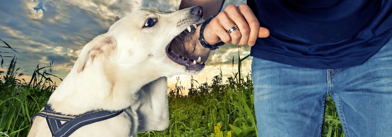 Nicht jeder Biss ist bösartig. Vorsicht ist dennoch geboten, Hundezähne sind spitz, und nicht jedes Tier beherrscht den weichen Fang.