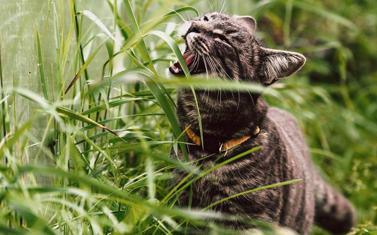 Katzen fressen Gras um verschluckte Haare loszuwerden.