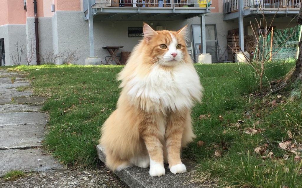 Die sechsjährige Clarence ist eine Kreuzung aus Norwegischer Waldkatze und einer Bauernhofkatze.