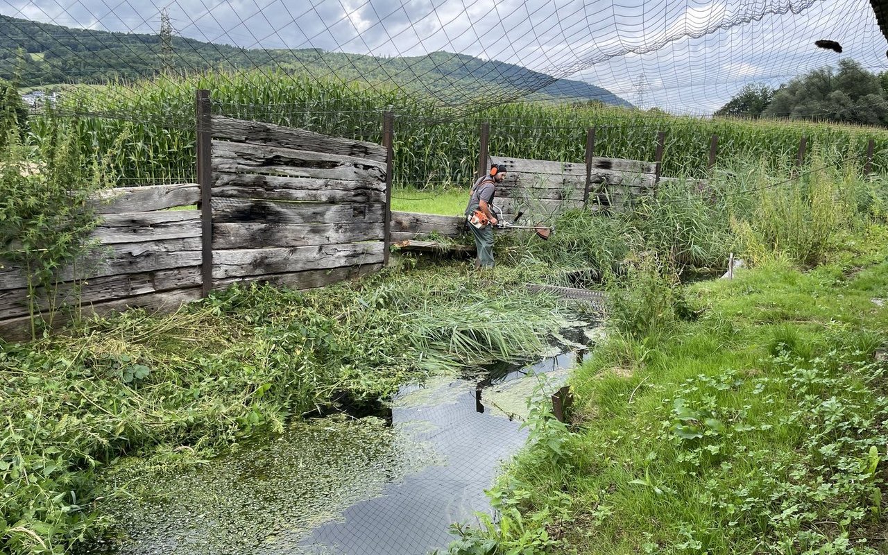 Die Instandhaltung der natürlichen Zuchtgewässer bedeutet viel Arbeit.