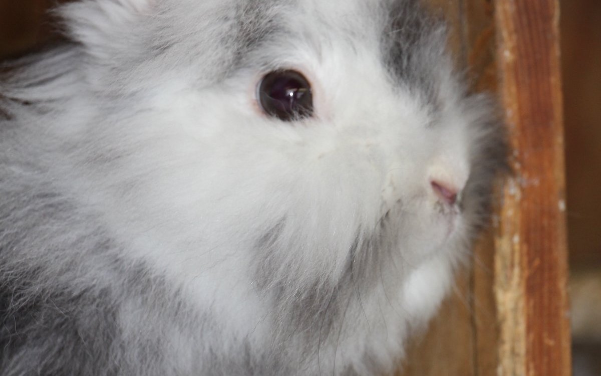 Bei Kaninchen ist die Einzelhaltung nach wie vor erlaubt. Sie müssen aber Artgenossen sehen und riechen können. 