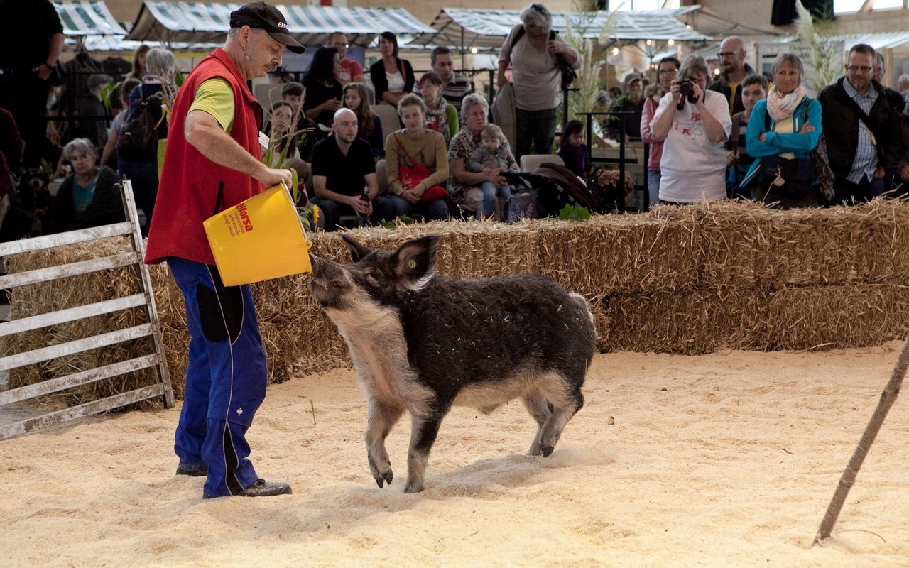 Ein Wollschwein an der Tier-Expo 2016. 
