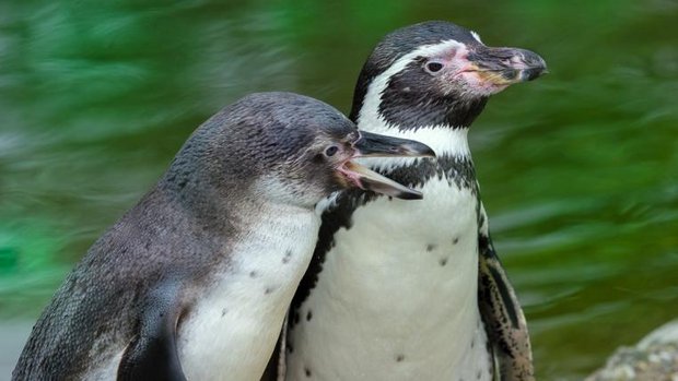 Humboldtpinguine im Zoo Zürich