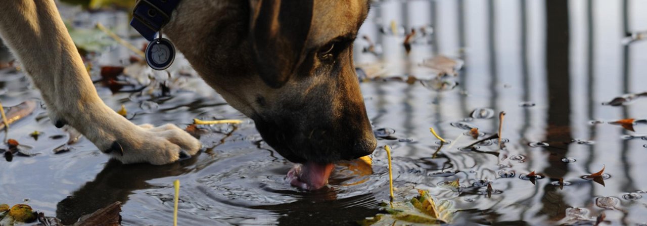 Hundebesitzern wird geraten, ihre Lieblinge vom Trinken aus Pfützen abzuhalten.