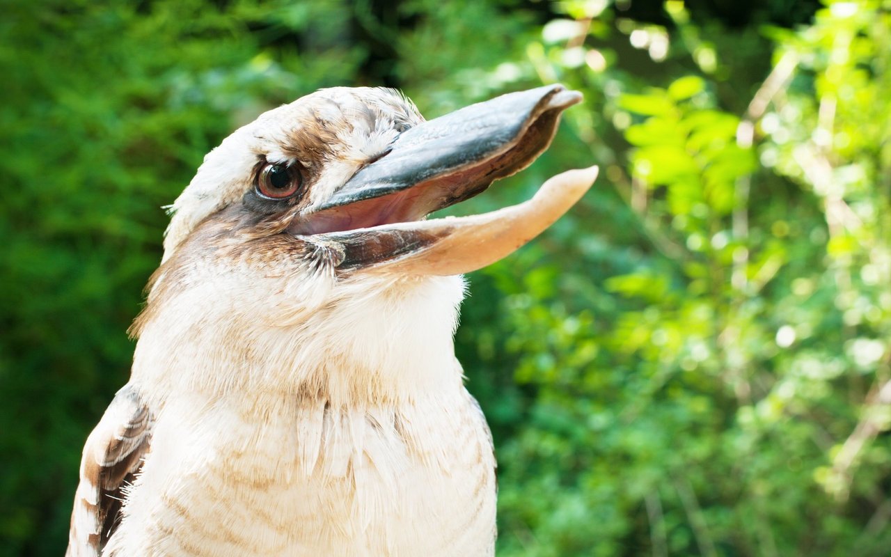 Das laute Lachen des Vogels ist gut hörbar. 