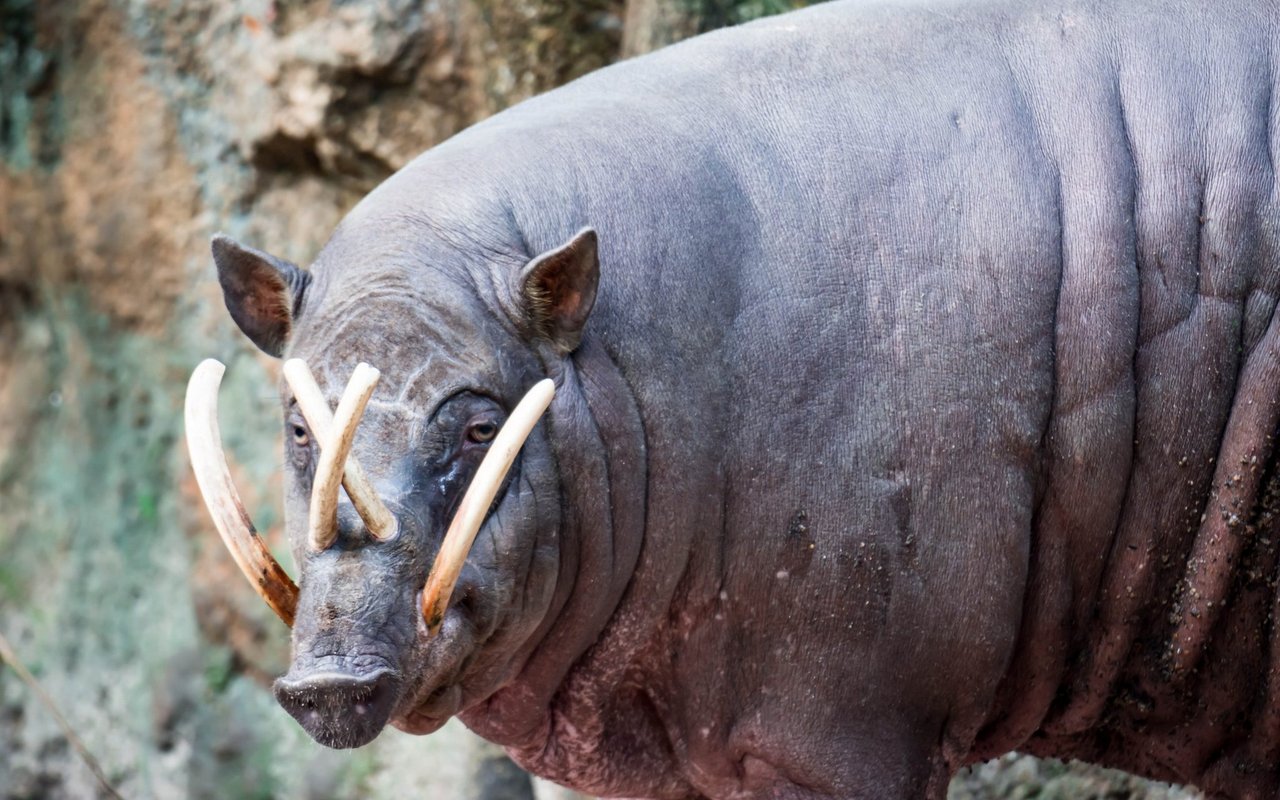 Hirscheber werden auch Babirusa genannt, was eineZusammensetzung der indonesischen Wörter für Hirsch und Schwein ist.