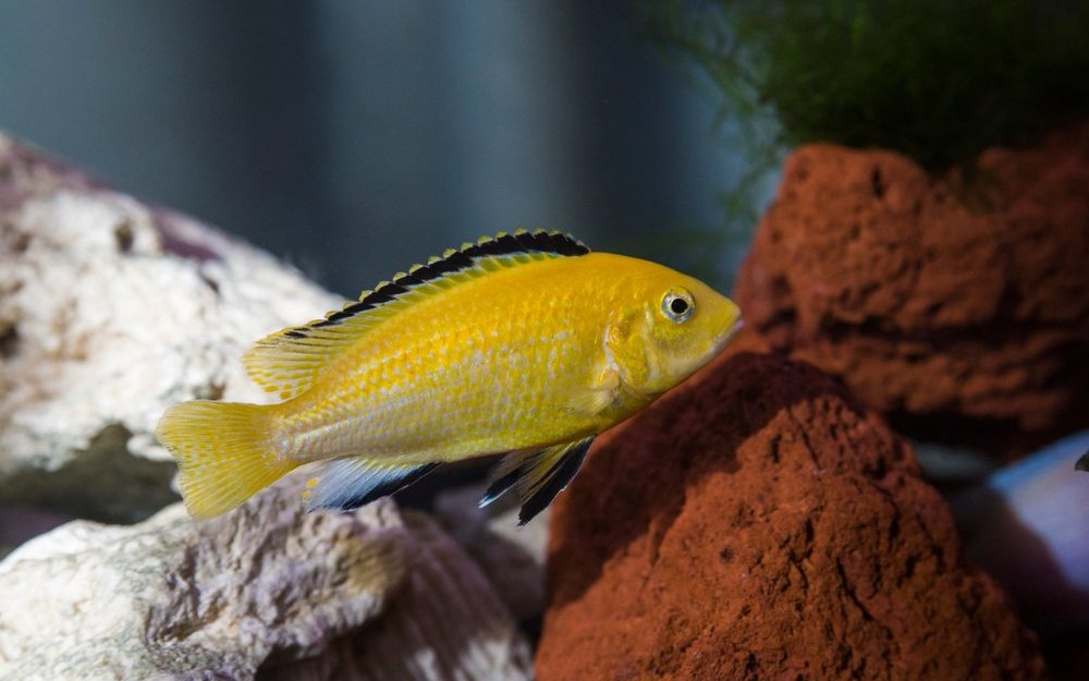 Der Goldene Labidochromis oder Labidochromis yellow ist ein recht friedfertiger Buntbarsch.
