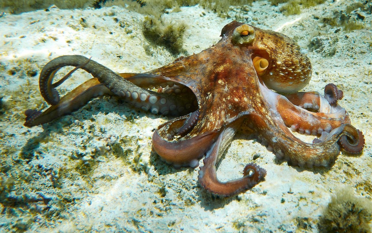 Tintenfische gehören zu den Cephalopoden.