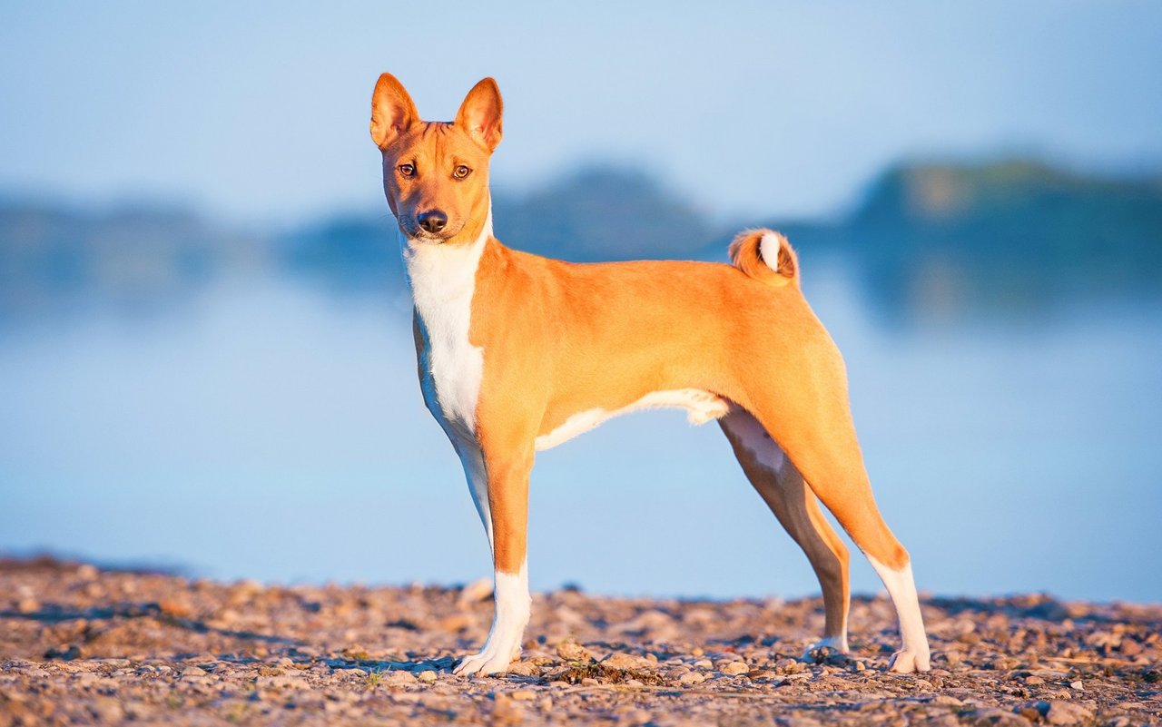 Der Basenji besitzt als auffälligste Merkmale grosse aufgerichtete Ohren, eine kurze eingeringelte Rute und die charakteristischen Stirnfalten.