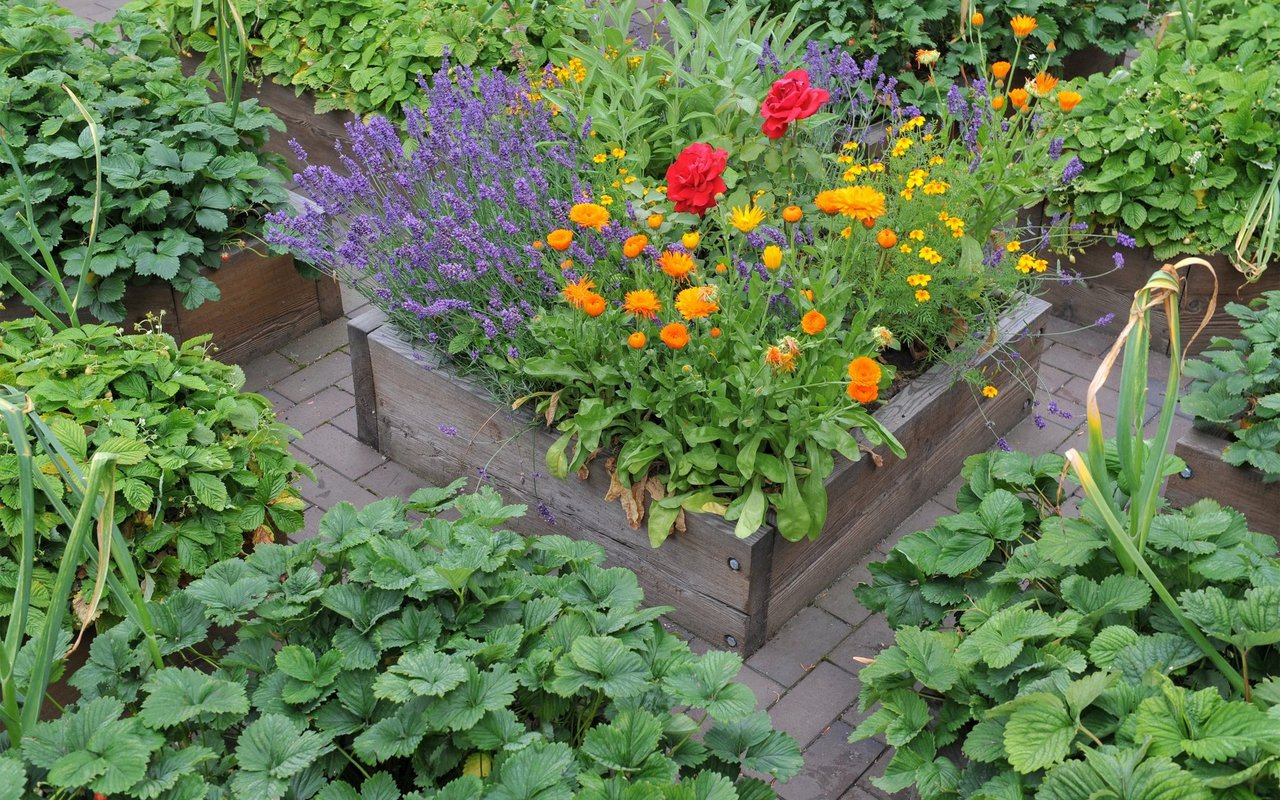 Sommerlicher Blütenspass im Hochbeet mit Lavendel, Ringelblumen, Lakritz‐Tagetes, Rosen, u.a.