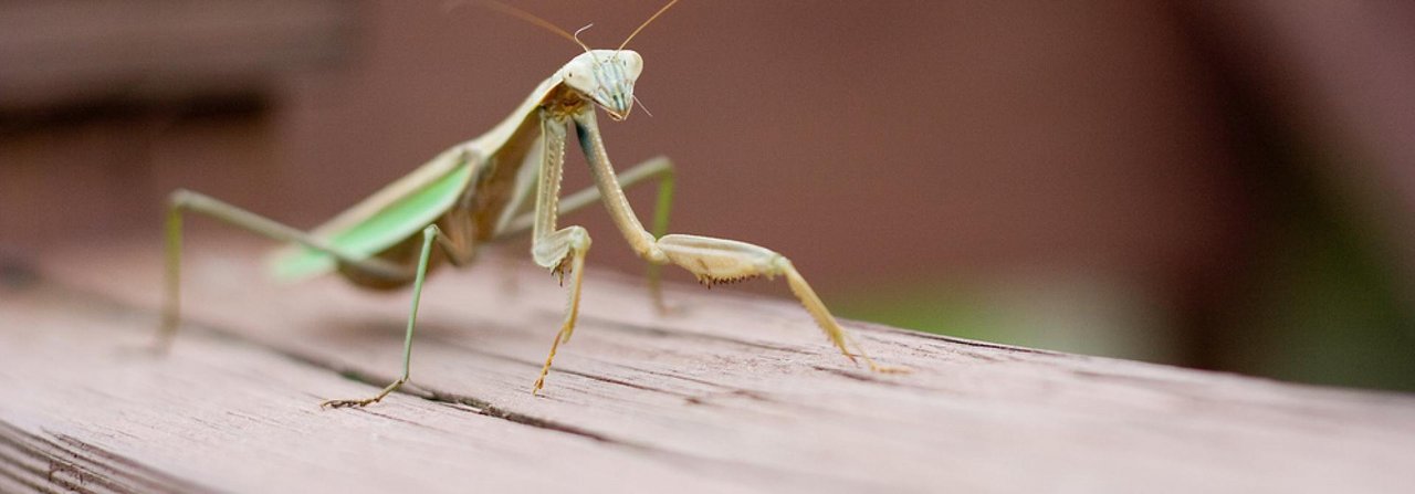 Gottesanbeterinnen fressen gerne Insekten, die zuweilen grösser sind als sie selbst.